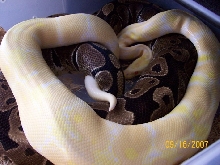 Albino x 100% het
