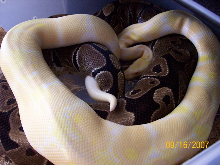 Albino x 100% het