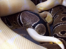albino x het