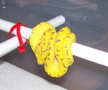 CBB Canary (Kofiau)