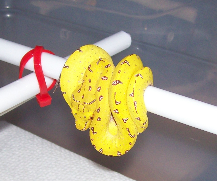 CBB Canary (Kofiau)