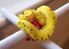 canary pic 2