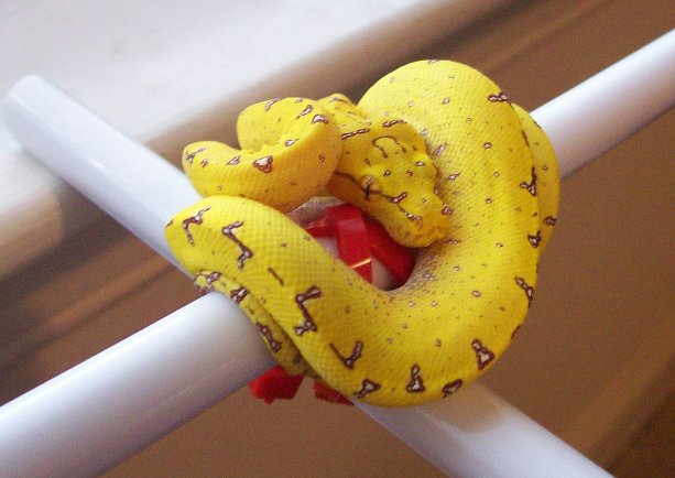 canary pic 2