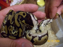 1 female belly