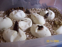 100% Het Pieds hatching