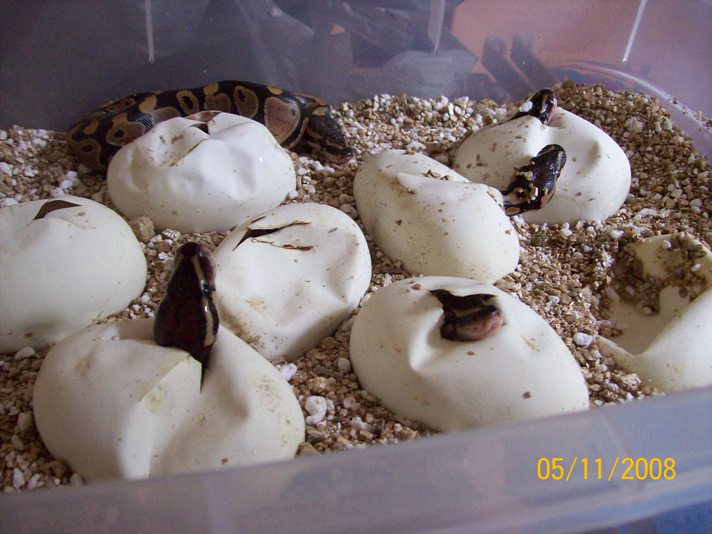 100% Het Pieds hatching