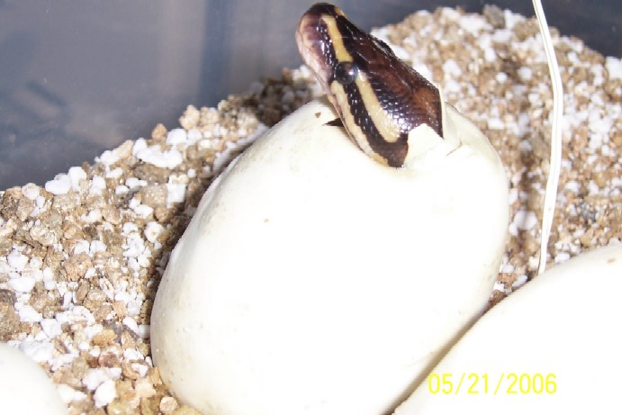 100% het albinos out of eggs