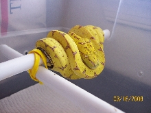 jaya x sorong speckles