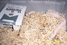Leucistic Texas rat