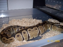 ovulation 1.31.08