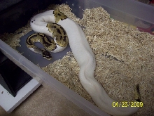 Pied ovulation