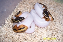 1.1 pied