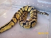 pastel male