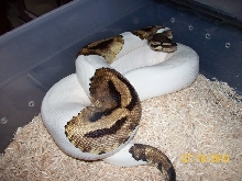Pied 2010