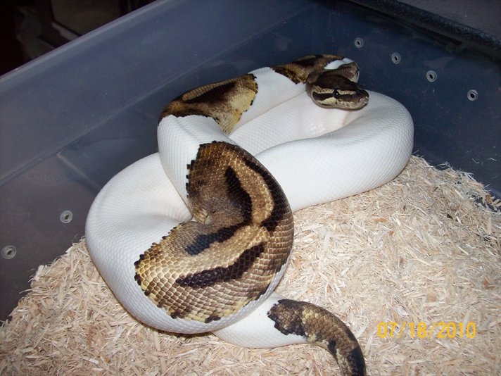 Pied 2010