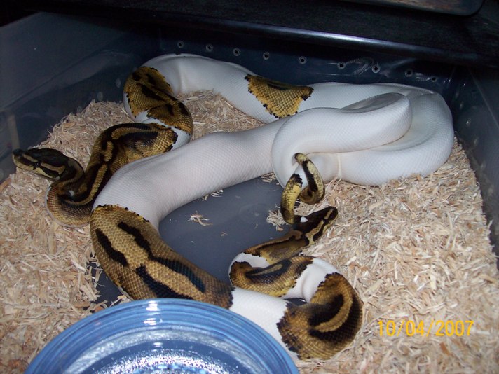 pieds