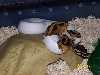 Pied male