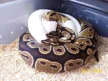 pied normal