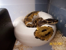 pied resized
