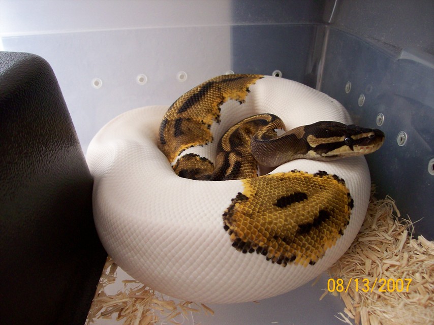 pied resized
