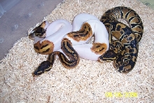 1.1 Pied, 0.1 100% het albino holdback