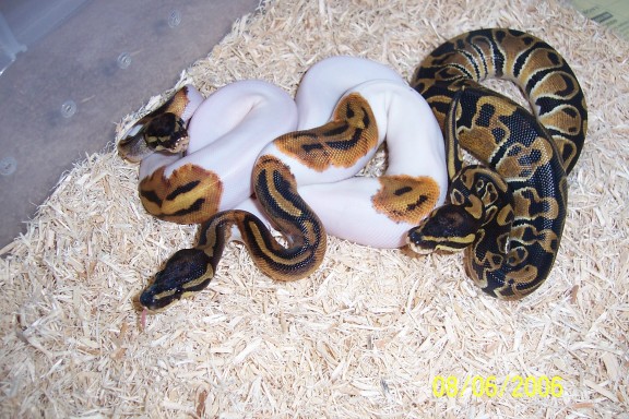 1.1 Pied, 0.1 100% het albino holdback