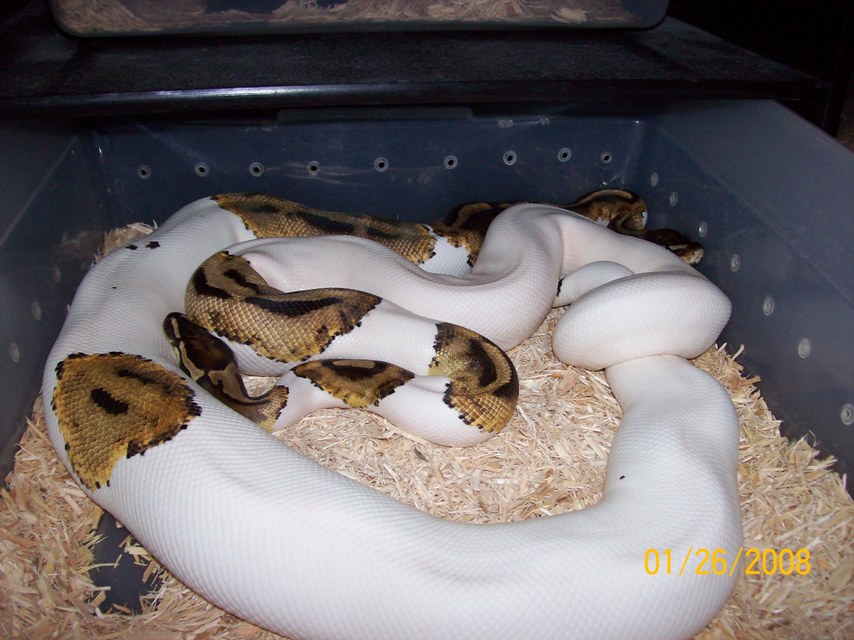 breeding pieds