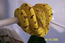 Aru 2