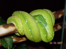 Aru GTP