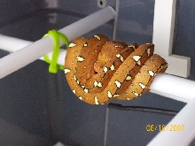 Jayapura GTP