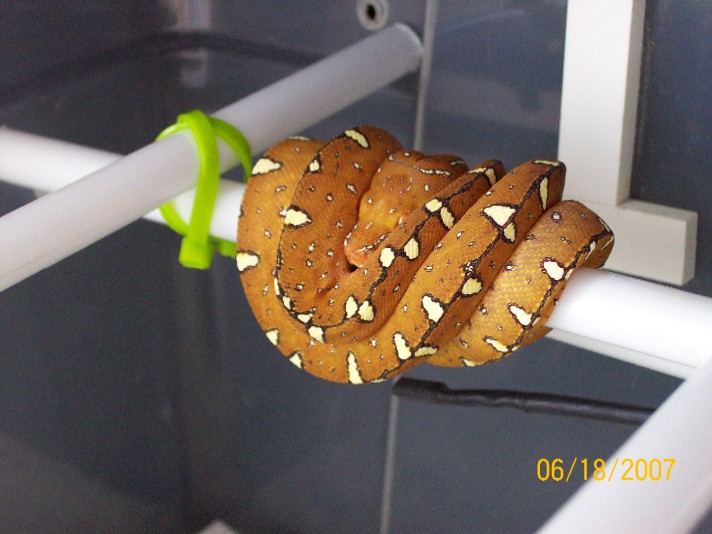 Jayapura GTP