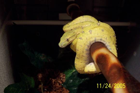 New chondro cages
