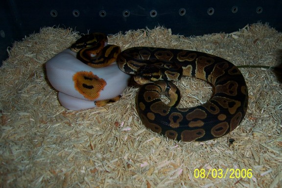 pied, het