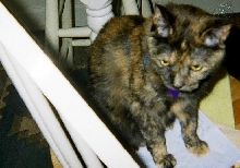 Josie