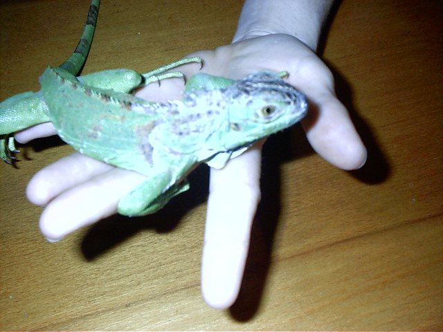 killer