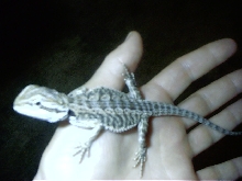 draco