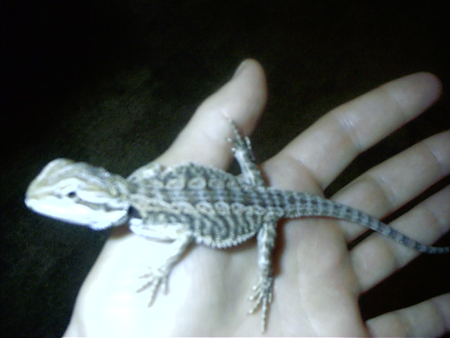 draco