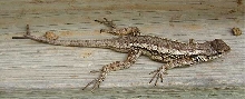 Can you help ID this lizard