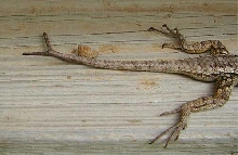 Split tail detail, unknown lizard