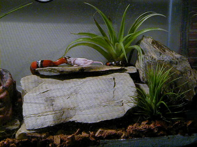 sinaloan eating a fuzzy