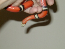 white on belly