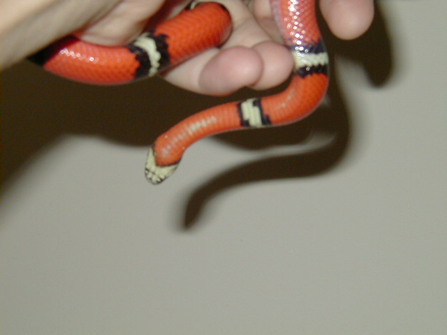 white on belly