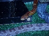 corns