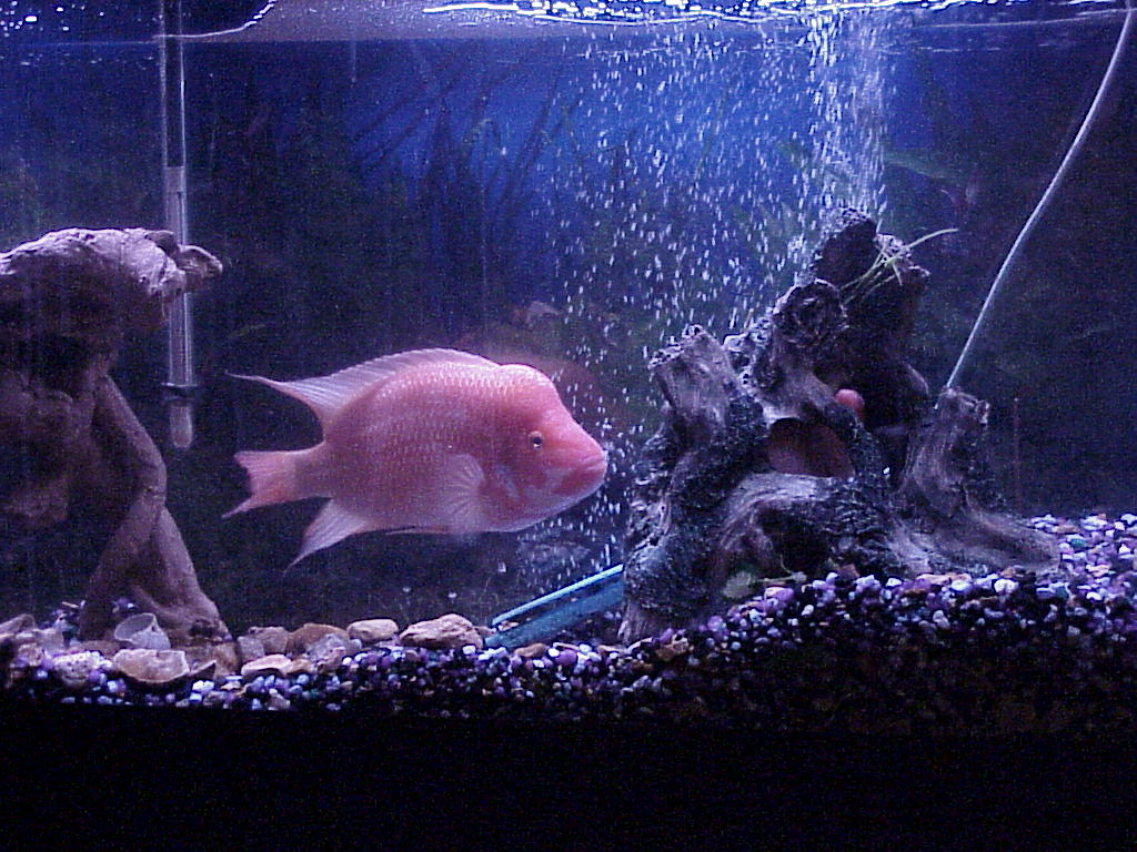 fish