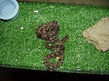 ball pythons