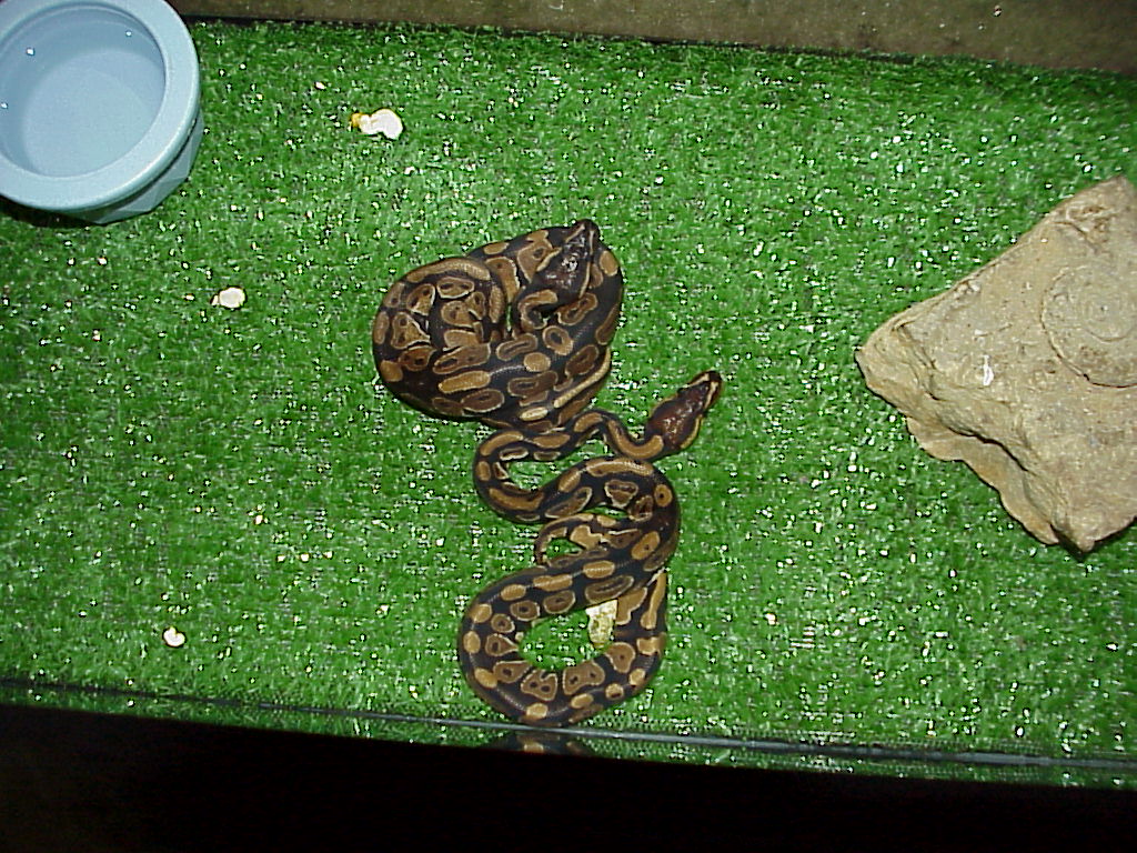 ball pythons