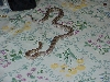 corn snake