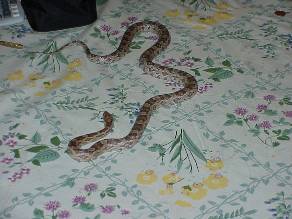 corn snake
