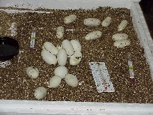 eggs in the oven