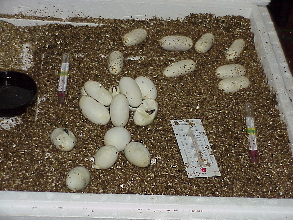 eggs in the oven
